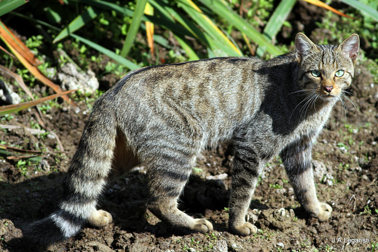 El gato montés reaparece en Vitoria-Gasteiz 14 años después