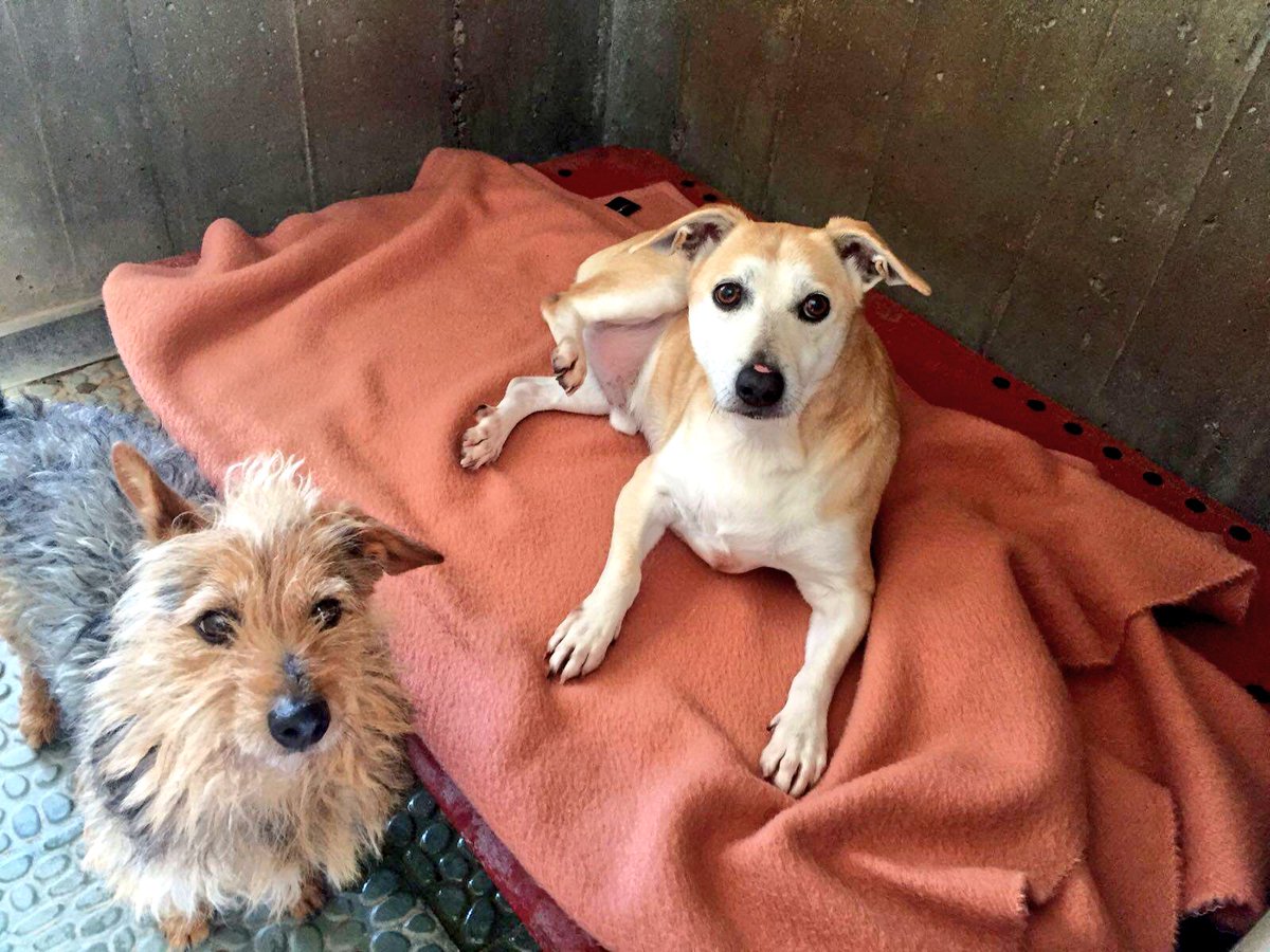 La perrera municipal rechaza mantas para abrigar a los animales - Gasteiz  Hoy