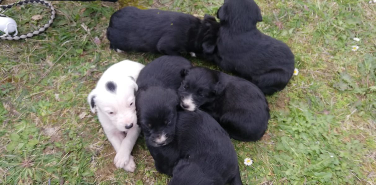 Abandonan a seis cachorros de perro en el Parque de Zabalgana