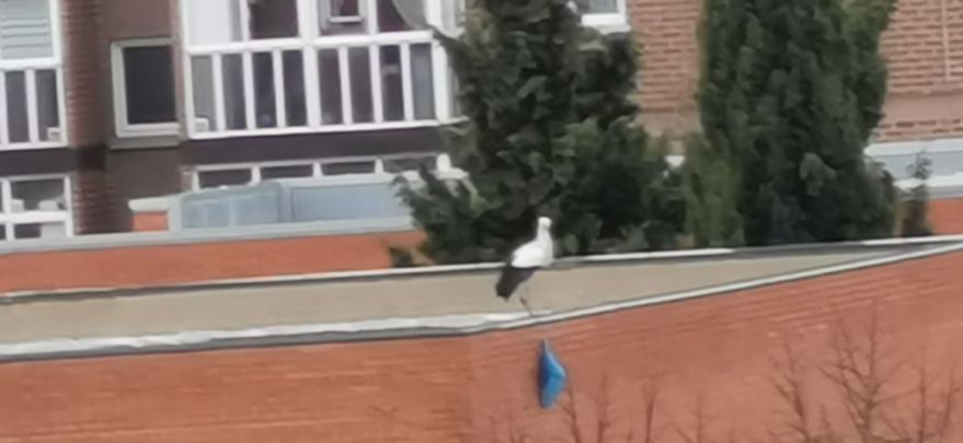 Una cigüeña vuela con una bolsa enganchada en su pata